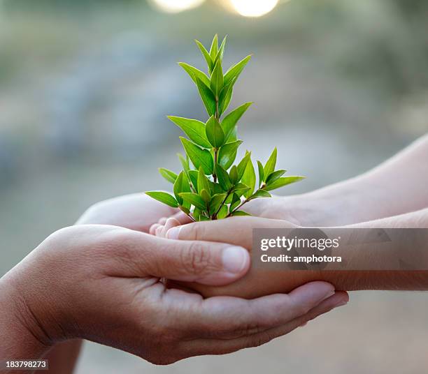 care - giving tree stock pictures, royalty-free photos & images