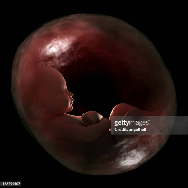 human fetus in the womb, 40 weeks of gestation. - human uterus stock pictures, royalty-free photos & images
