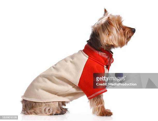 yorkshire terrier - dog coat stock pictures, royalty-free photos & images