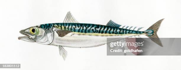 mackerel, engraving, historic scientific illustration, 1849 - mackerel stock illustrations