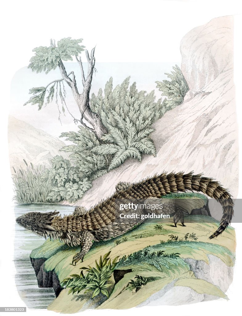 Bearded dragon, exotic reptile, engraving, 1859