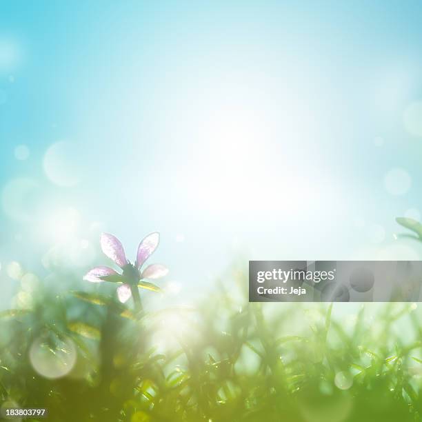 campo com margaridas no início da manhã. - manhã - fotografias e filmes do acervo