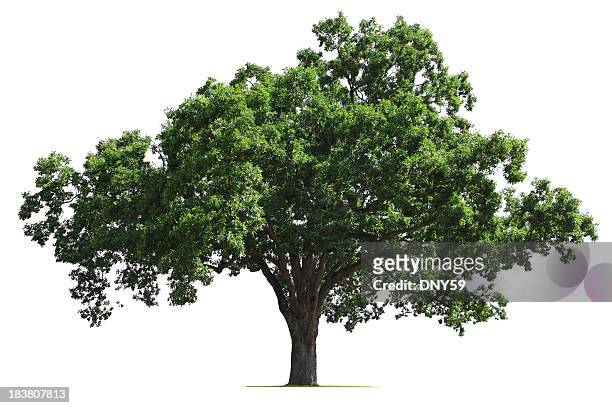 carvalho tree - árvore isolada - fotografias e filmes do acervo
