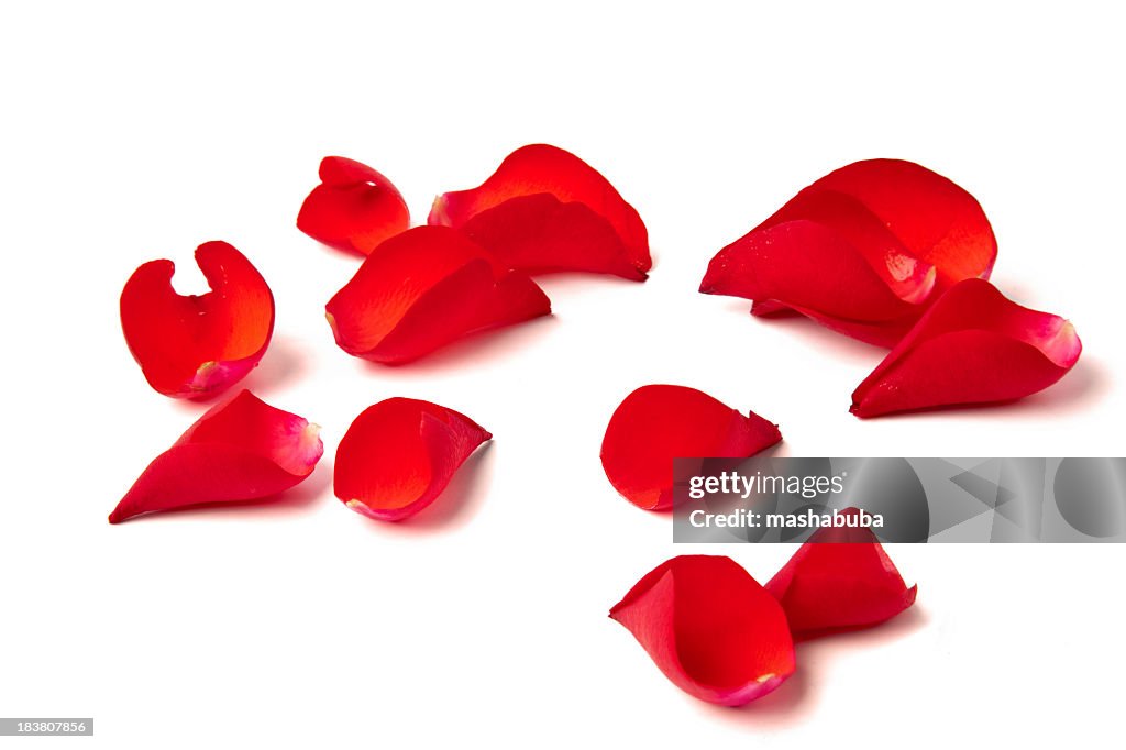 Several red rose petals against white background