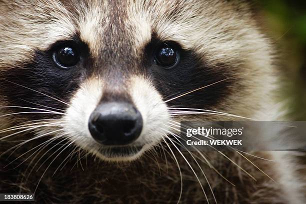 raccoon looking at the camera - bandit stock pictures, royalty-free photos & images