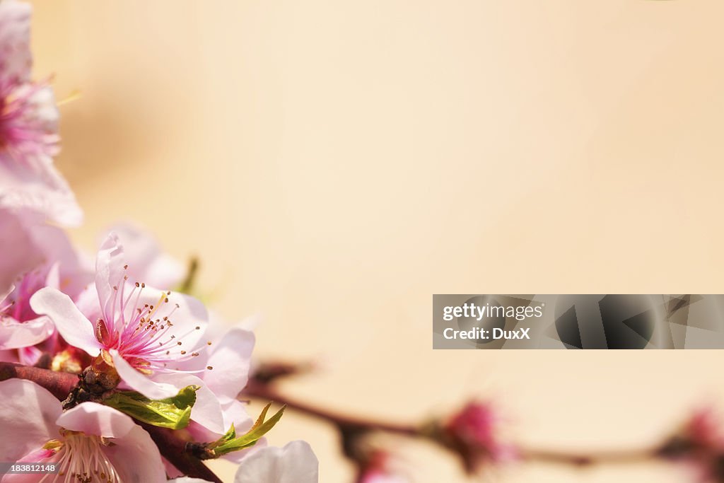 Peach tree flower close up