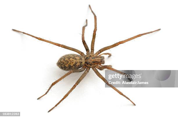 close-up of a house spider from above - spider stock pictures, royalty-free photos & images