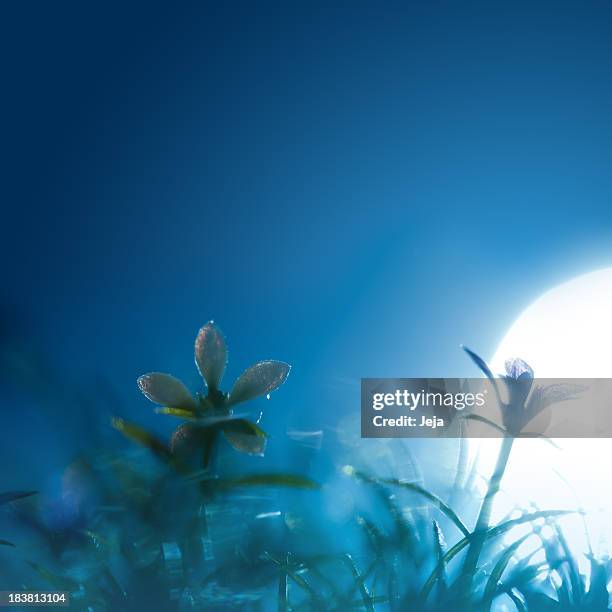 meadow in the night - dark blue flowers stock pictures, royalty-free photos & images