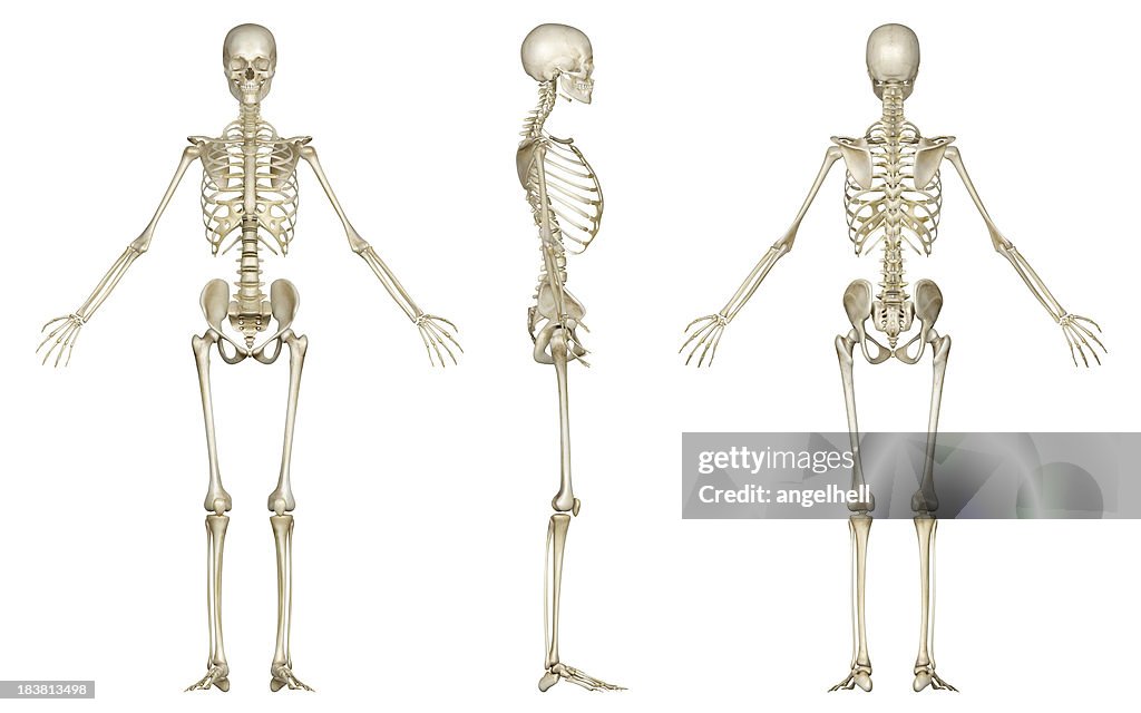 Skelett von Frau, für Studie