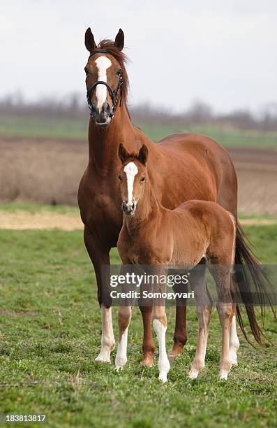 mare and foal on the meadow - mare stock pictures, royalty-free photos & images