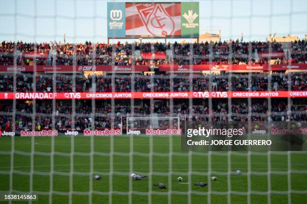 Pigeons walk on the pitch as the match is being suspended due to a medical issue in the tribunes, during the Spanish league football match between...