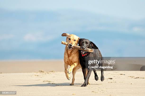 teamwork - funny animals 個照片及圖片檔