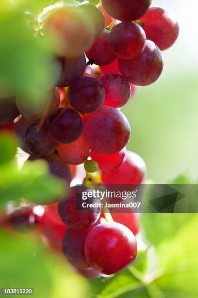 frische traube - red grapes stock-fotos und bilder