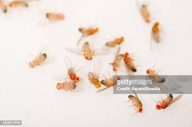 closeup of a bunch of dead fruit flies - fruit flies stock pictures, royalty-free photos & images