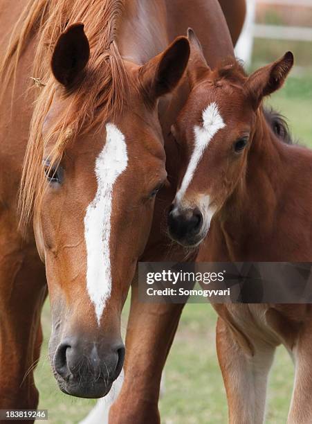 15 722点の馬 かわいいのストックフォト Getty Images 15 722点の馬 かわいいのストックフォト Getty Images