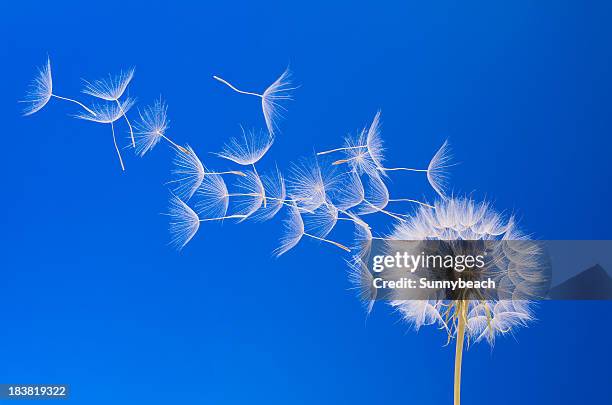 dandelion - dandelion blowing stock pictures, royalty-free photos & images