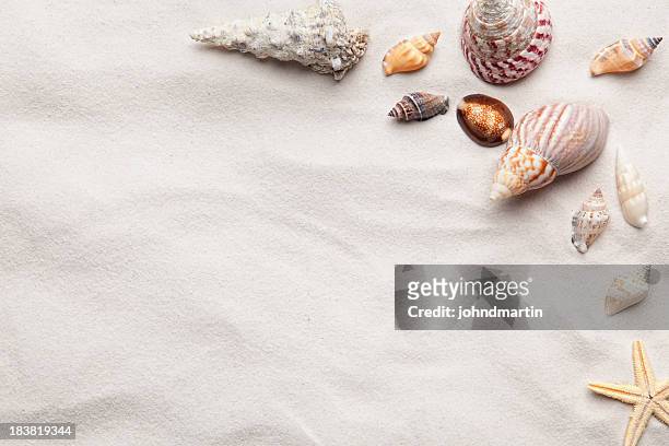 sea shell copy space scene - conch shell stockfoto's en -beelden
