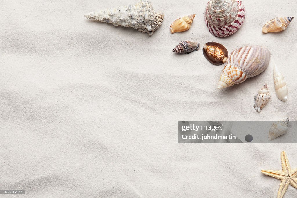 Sea Shell Copy Space Scene