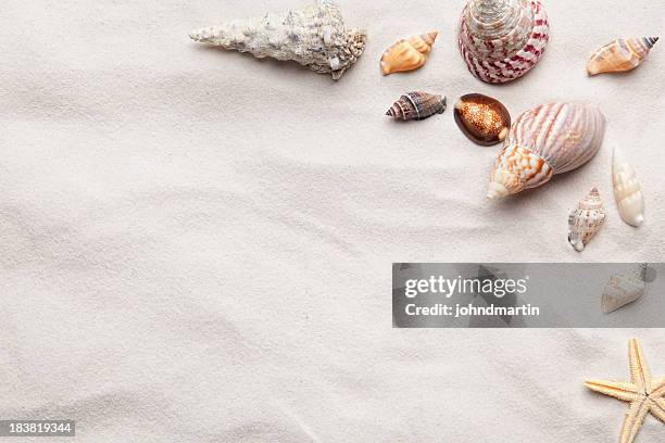 sea shell copy space scene - conch shell 個照片及圖片檔