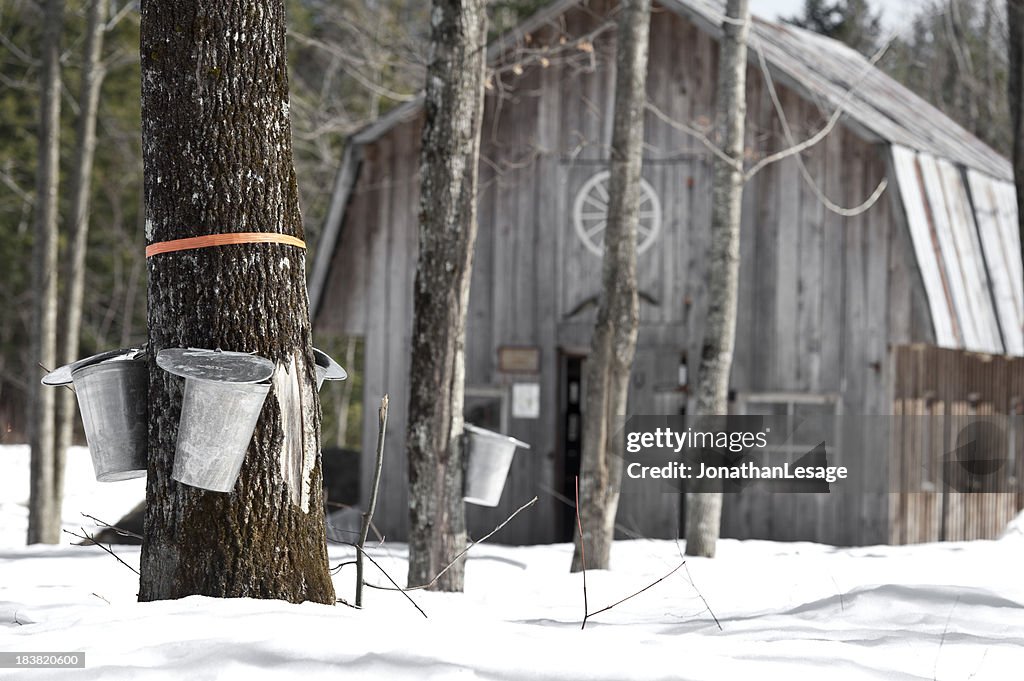 Maple trees in spring, cabane a sucre