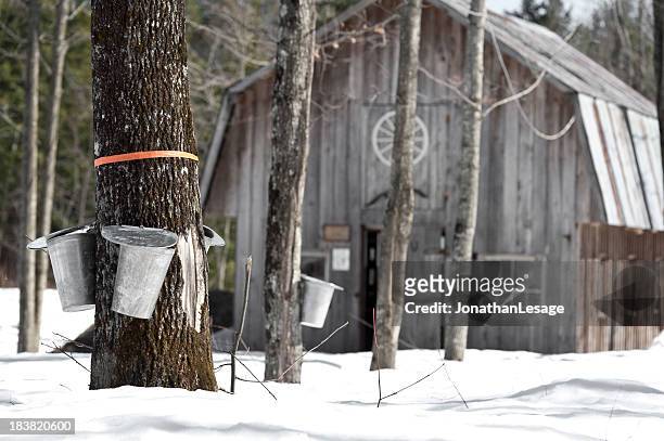 maple trees in spring, cabane a sucre - maple tree canada stock pictures, royalty-free photos & images