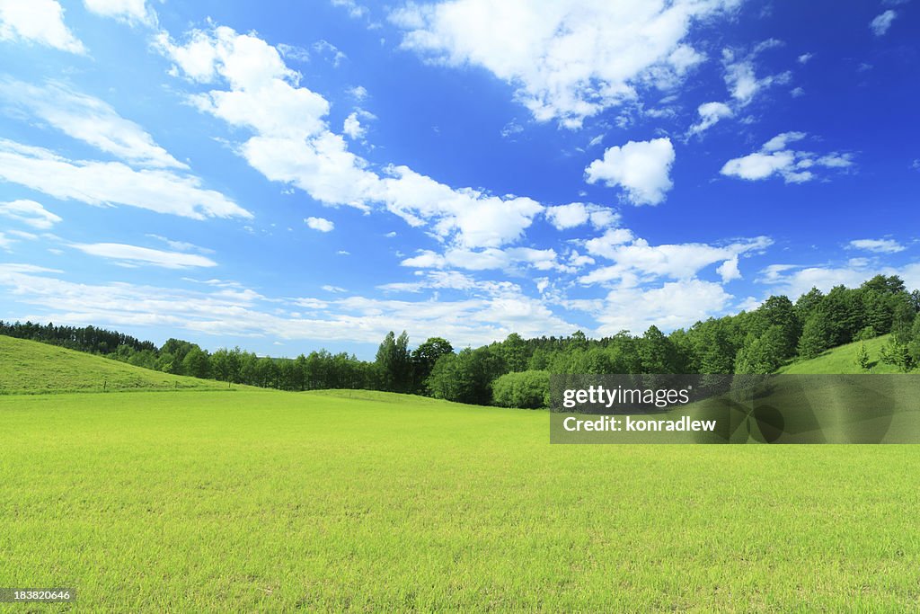 Green Field, Blue Sky  - Summer Landscape