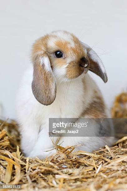 267 Bunny In The Straw Stock Photos, High-Res Pictures, and Images - Getty  Images