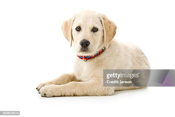 kleine hund - labrador white background stock-fotos und bilder
