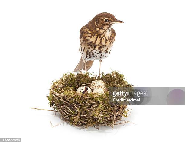 bird and nest - bird nest bildbanksfoton och bilder