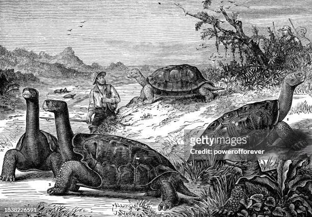 giant tortoises in the galápagos islands - 19th century - galapagos giant tortoise stock illustrations