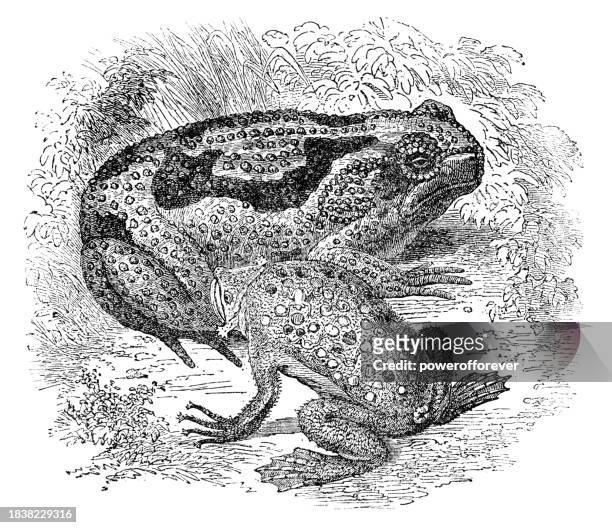ilustraciones, imágenes clip art, dibujos animados e iconos de stock de sapo de caña (rhinella marina) y sapo común de surinam (pipa pipa) - siglo xix - cane toad