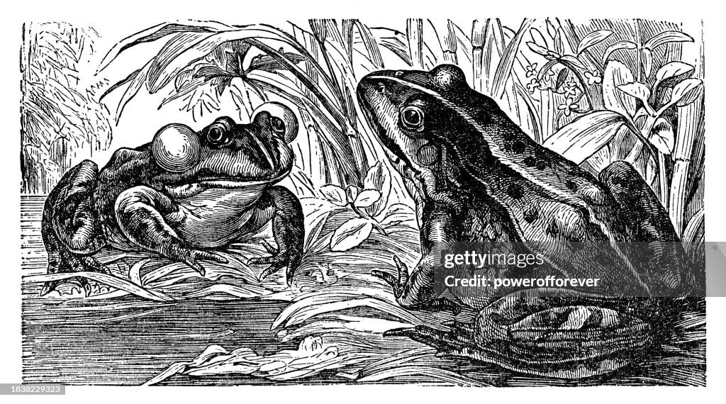 Edible Frogs (Pelophylax kl. Esculentus) - 19th Century