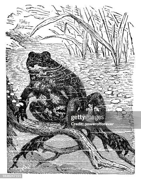 european fire-bellied toad (bombina bombina) - 19th century - bombina stock illustrations
