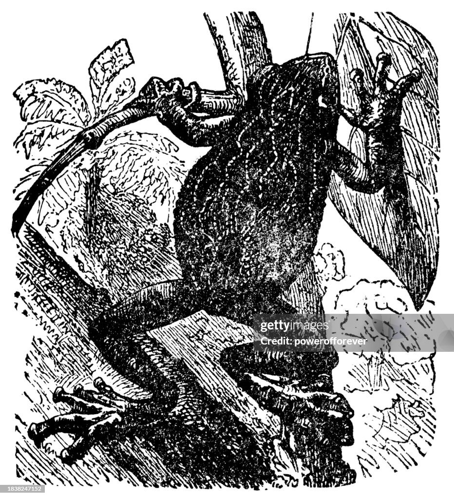 Common Marsupial Frog (Gastrotheca Marsupiata) - 19th Century