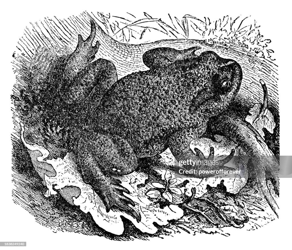 Common Toad (Bufo Bufo) - 19th Century