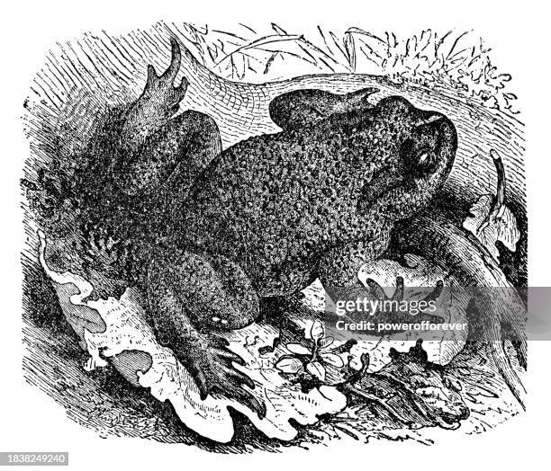 common toad (bufo bufo) - 19th century - toad stock illustrations
