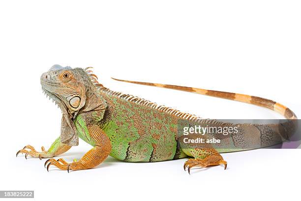 iguana isolated on white - green iguana stockfoto's en -beelden