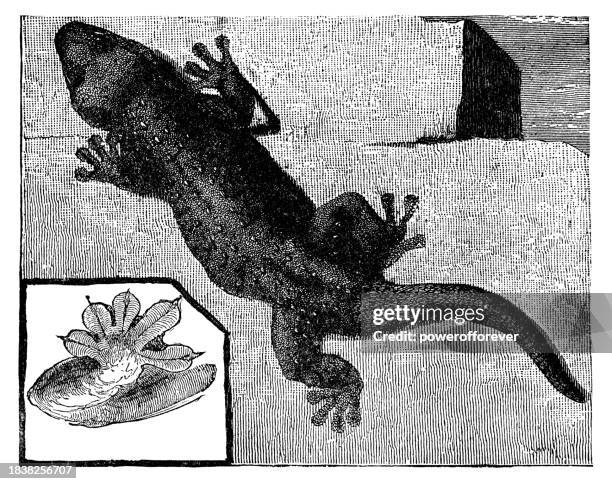 common wall gecko lizard (tarentola mauritanica) - 19th century - tarentola stock illustrations