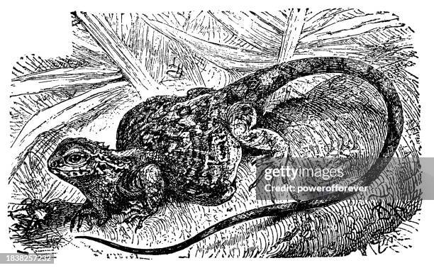 common flying dragon lizard (draco volans) - 19th century - draco the dragon constellation stock illustrations