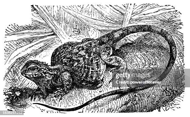 common flying dragon lizard (draco volans) - 19th century - flying dragon lizard stock illustrations