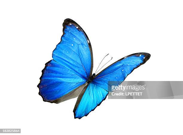 blue morpho butterfly with black edges - schubvleugelige stockfoto's en -beelden