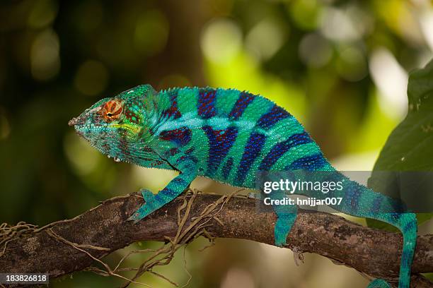 blue chameleon in a tree - east african chameleon stock pictures, royalty-free photos & images