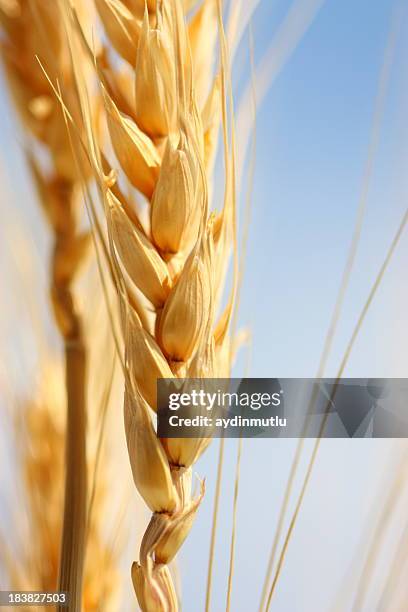 di grano - grano planta foto e immagini stock