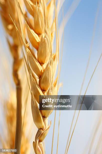 wheat - oat crop stock pictures, royalty-free photos & images
