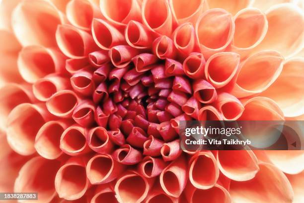 Close-up of the Dahlia, flower in the trendy color of the year.