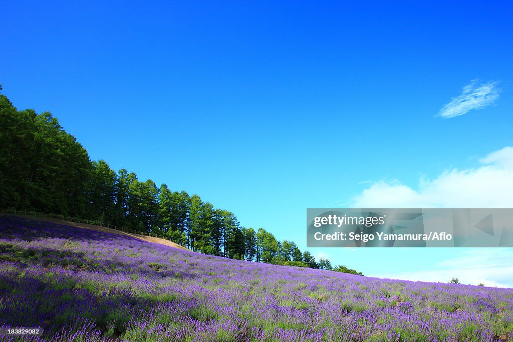 Lavender field, Hokkaido