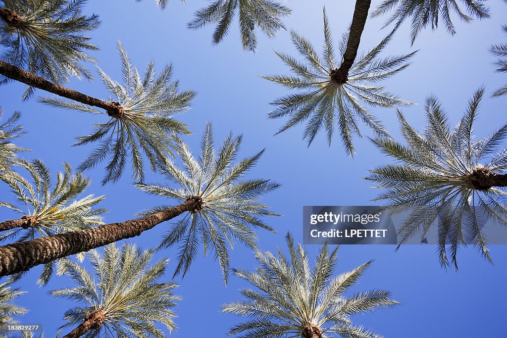 Palm Trees