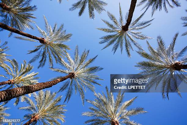 palm trees - beverly hills california stock pictures, royalty-free photos & images