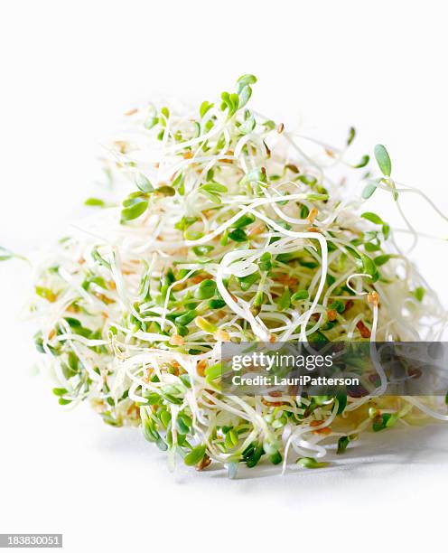 fresh alfalfa sprouts - alfalfa stock pictures, royalty-free photos & images