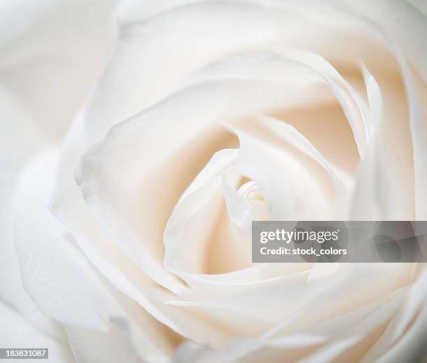 white rose - white rose flower stock pictures, royalty-free photos & images